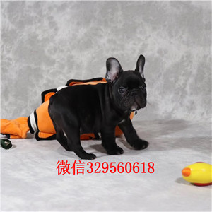 铜陵哪里有卖纯种健康斗牛犬斗牛犬图片斗牛犬狗场