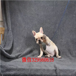 襄樊出售纯种健康斗牛犬斗牛犬出售斗牛犬狗场