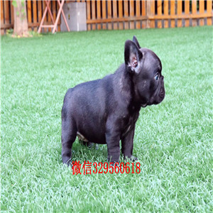 九江哪里有卖奶油色法国斗牛犬斗牛犬出售双血