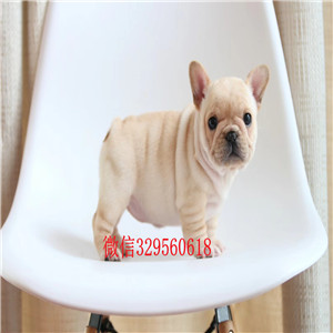 济南出售纯种健康斗牛犬斗牛犬图片双血统斗牛犬