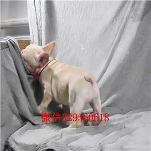 铜川哪里有卖奶油色法国斗牛犬斗牛犬图片双血统斗牛犬