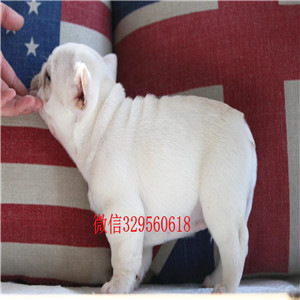 扬州哪里能买到黑色法国斗牛犬斗牛犬出售斗牛