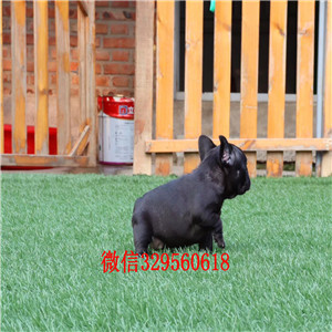 铁岭哪里能买到纯种健康斗牛犬斗牛犬出售纯种斗牛犬