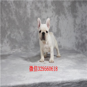 陇南哪里能买到纯种健康斗牛犬斗牛犬图片纯种斗牛犬