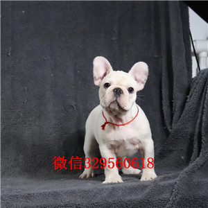 绥化出售纯种健康斗牛犬斗牛犬出售双血统斗牛