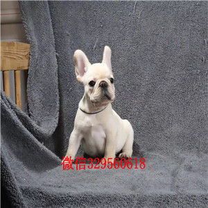 长治哪里有卖奶油色法国斗牛犬斗牛犬价格斗牛犬哪里有