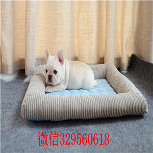  青岛哪里有卖斗牛犬 纯种法斗犬多少钱 法国斗牛犬价格 法斗图片 短体法斗犬