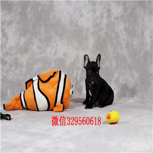 铜陵哪里有卖纯种健康斗牛犬斗牛犬图片斗牛犬狗场