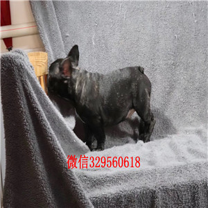 黔东南出售奶油色法国斗牛犬斗牛犬出售斗牛犬狗场