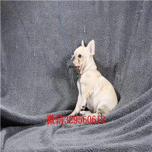 晋城哪里有卖奶油色法国斗牛犬斗牛犬价格斗牛犬哪里有