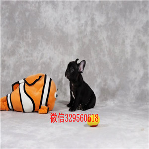 铜陵哪里有卖纯种健康斗牛犬斗牛犬图片斗牛犬狗场