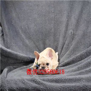 晋城哪里有卖奶油色法国斗牛犬斗牛犬价格斗牛