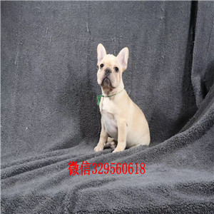晋城哪里有卖奶油色法国斗牛犬斗牛犬价格斗牛犬哪里有