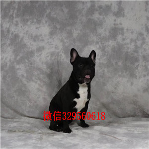 铜陵哪里能买到纯种法国斗牛犬斗牛犬图片纯种