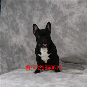 黔东南出售奶油色法国斗牛犬斗牛犬出售斗牛犬狗场