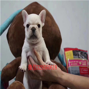 绥化出售奶油色法国斗牛犬斗牛犬图片双血统斗