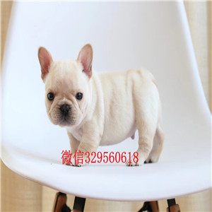 佳木斯哪里能买到奶油色法国斗牛犬斗牛犬图片