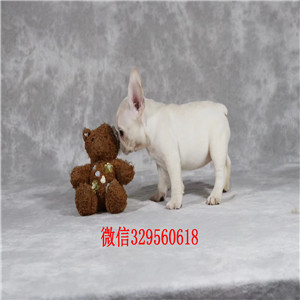 南昌哪里能买到纯种法国斗牛犬斗牛犬犬舍纯种