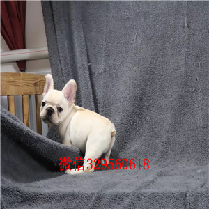 长治哪里有卖奶油色法国斗牛犬斗牛犬价格斗牛