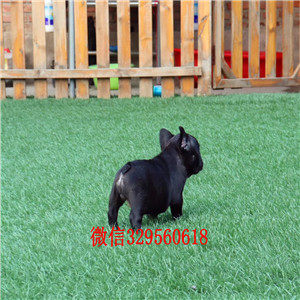 铁岭哪里能买到纯种健康斗牛犬斗牛犬出售纯种