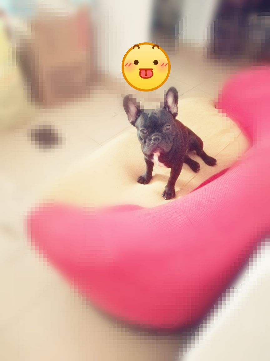 着急出售一只黑色斗牛