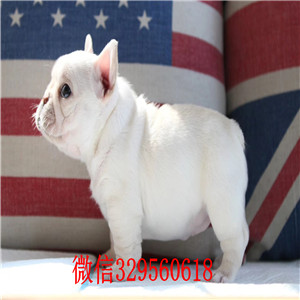 深圳法国斗牛犬哪里能买到 纯种健康的法斗哪