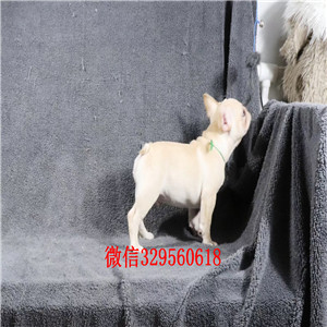巢湖哪里能买到奶油色法国斗牛犬斗牛犬图片双