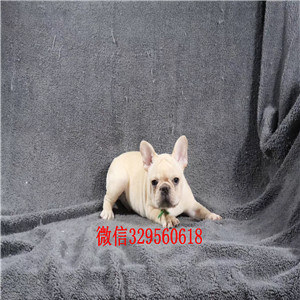 晋城哪里有卖奶油色法国斗牛犬斗牛犬价格斗牛犬哪里有