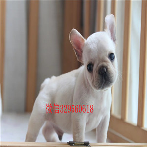 南昌出售纯种健康斗牛犬斗牛犬图片双血统斗牛犬