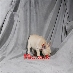 铜川哪里有卖奶油色法国斗牛犬斗牛犬图片双血统斗牛犬