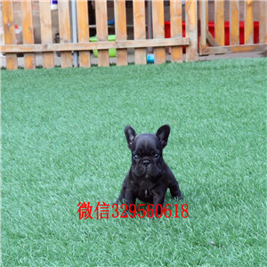 南昌哪里能买到纯种法国斗牛犬斗牛犬犬舍纯种斗牛犬