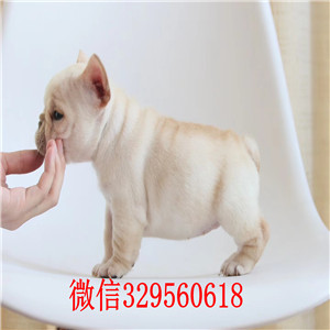 长沙哪里有法国斗牛犬去出售 法牛哪里的纯种