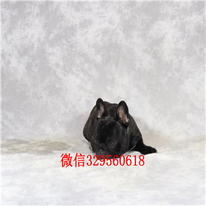 白山出售纯种健康斗牛犬斗牛犬价格纯种斗牛犬