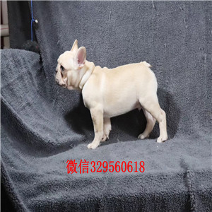 晋城哪里有卖奶油色法国斗牛犬斗牛犬价格斗牛犬哪里有