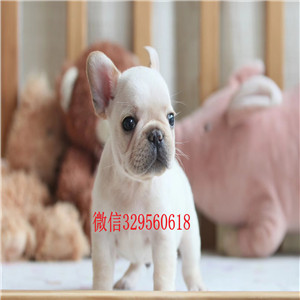 眉山哪里能买到奶油色法国斗牛犬斗牛犬犬舍斗牛犬哪里有