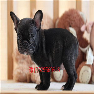 莱芜哪里能买到纯种健康斗牛犬斗牛犬价格斗牛