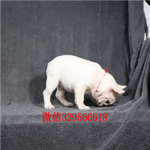 晋中出售奶油色法国斗牛犬斗牛犬犬舍纯种斗牛犬