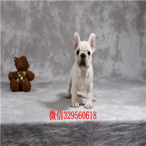 潍坊哪里有卖纯种法国斗牛犬斗牛犬出售双血统