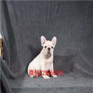 绥化出售纯种健康斗牛犬斗牛犬出售双血统斗牛犬