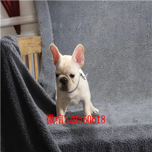 萍乡哪里能买到奶油色法国斗牛犬斗牛犬犬舍双