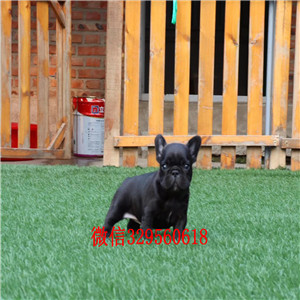 铁岭哪里能买到纯种健康斗牛犬斗牛犬出售纯种斗牛犬