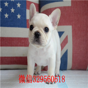 哈尔滨哪里有卖斗牛犬 纯种斗牛犬多少钱一只 