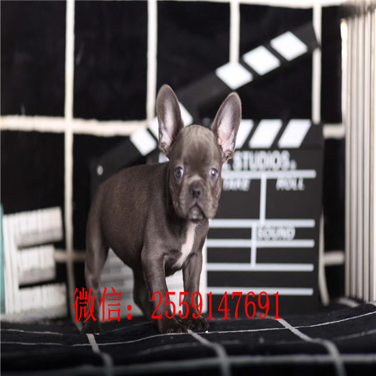 重庆哪里卖黑白法牛 重庆哪里卖纯种法牛犬 奶油色法牛多少钱