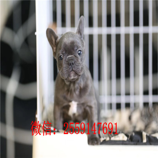 太原哪里卖纯种法国斗牛犬 黑白法牛怎么卖 奶