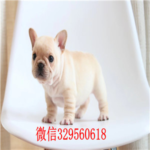  云南玉溪哪里有法国斗牛犬出售 法牛哪里的价格便宜 奶油价格