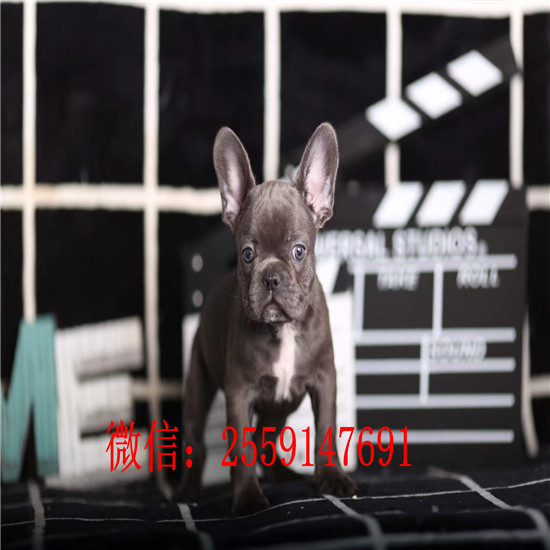 重庆市哪里卖法国斗牛犬 重庆市黑色法国斗牛