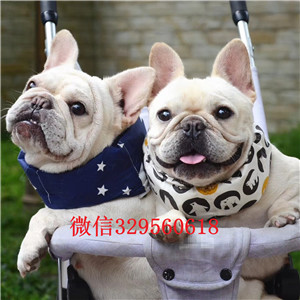 无锡出售奶油色法国斗牛犬斗牛犬图片斗牛犬狗