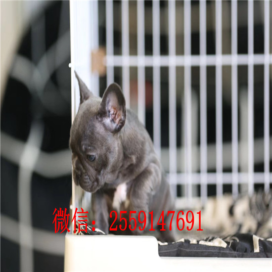 长沙市哪里卖法国斗牛犬 长沙市哪里卖健康的黑色法国斗牛犬