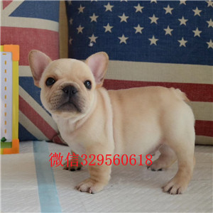 定西哪里有卖黑色法国斗牛犬斗牛犬出售双血统斗牛犬