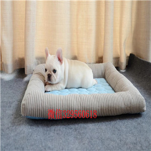 晋中哪里有卖黑色法国斗牛犬斗牛犬出售纯种斗